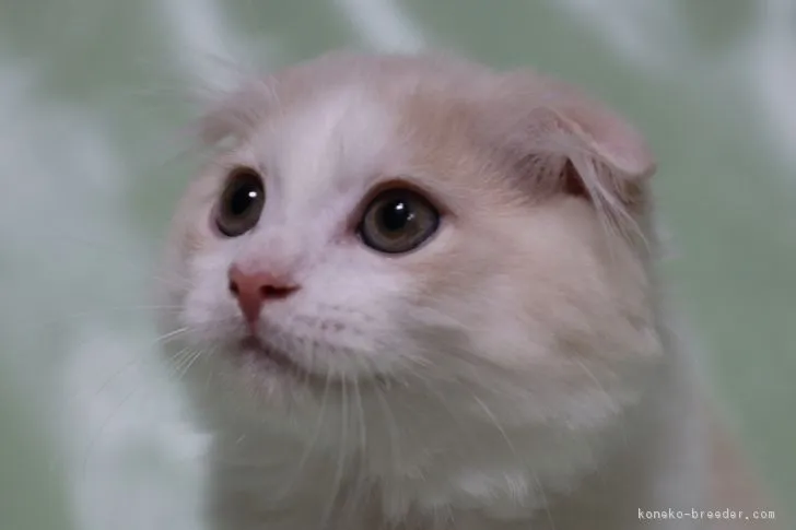 ありたく 様のお迎えした子猫