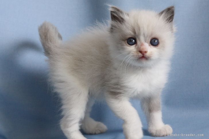 ID:1704-00816の子猫