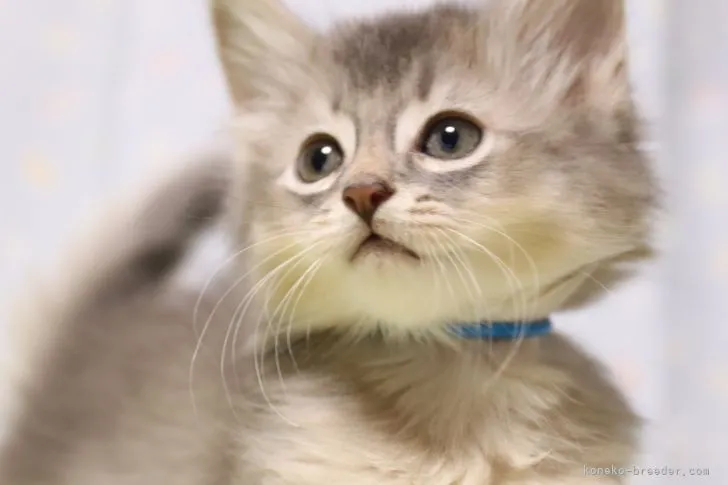 T・U 様のお迎えした子猫
