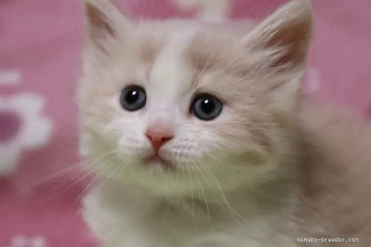 ゆづぽん 様のお迎えした子猫