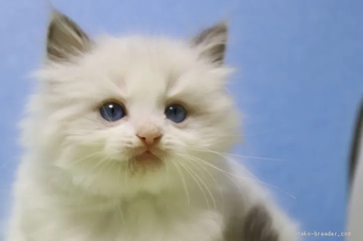 ライト 様のお迎えした子猫