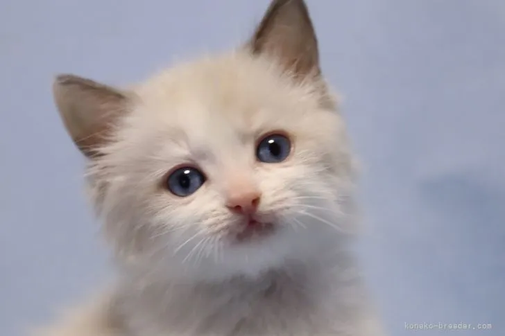 S.M 様のお迎えした子猫