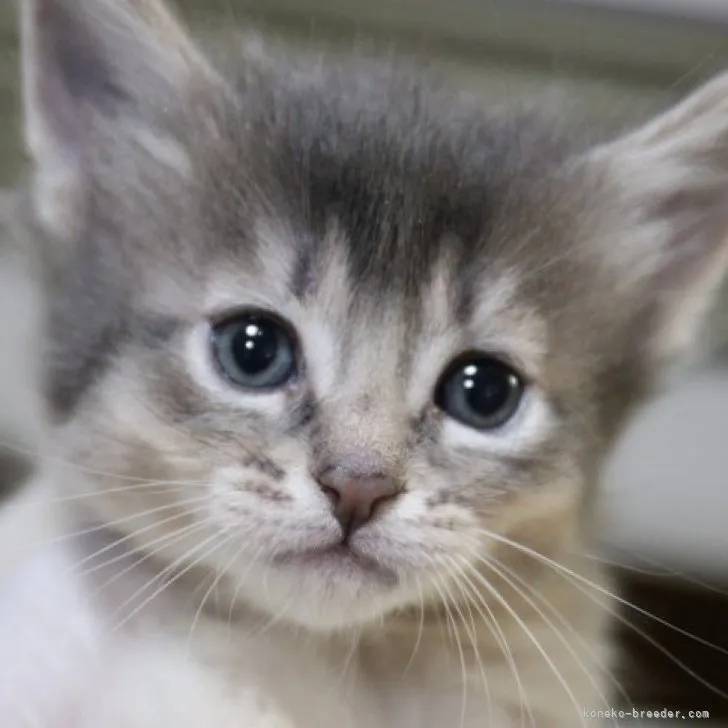 柳田 様のお迎えした子猫