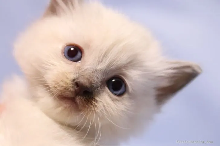 ID:2102-00537の子猫