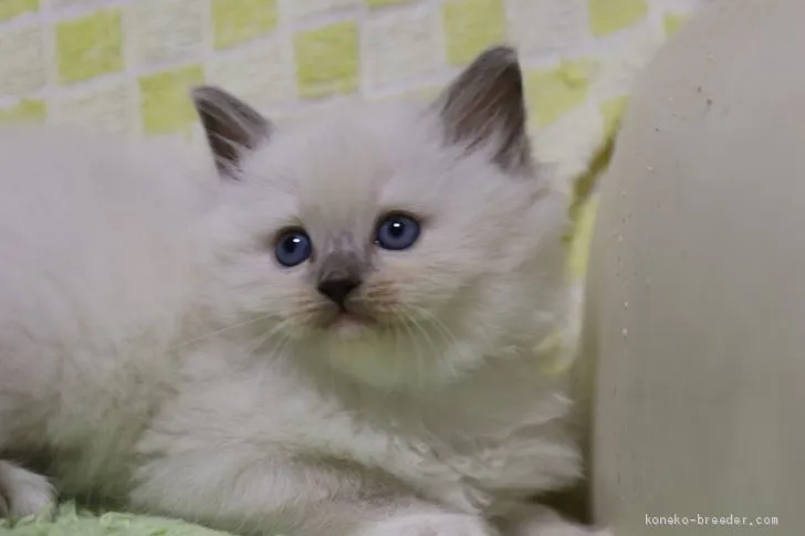 ココちゃん 様のお迎えした子猫