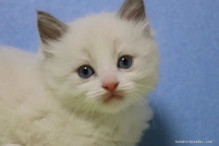 マリリン 様のお迎えした子猫