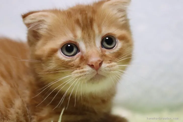 ID：2205-01724の子猫