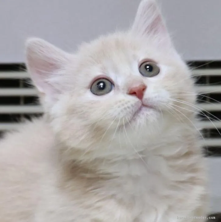 Y.A 様のお迎えした子猫