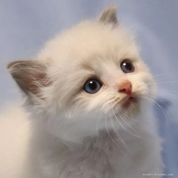 ID:2212-00315の子猫