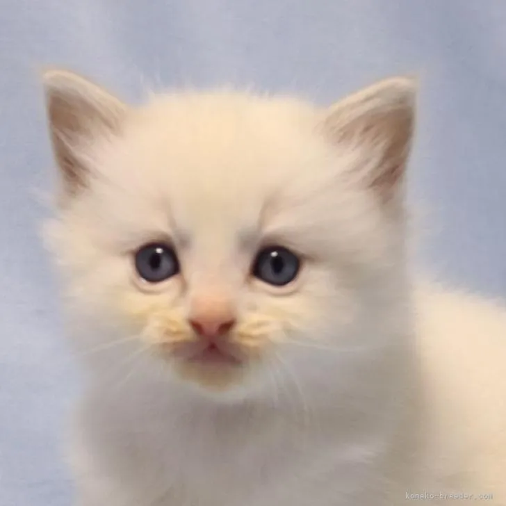 ID:2210-02956の子猫