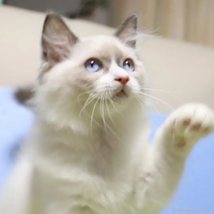 ID:2208-00706の子猫