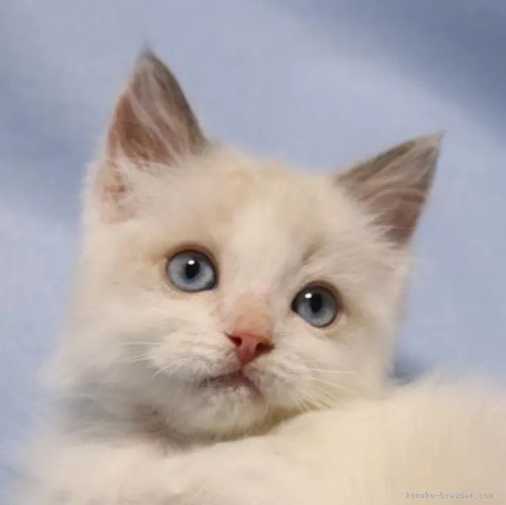 ID：2209-00123の子猫