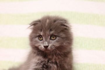 マンチカン【長野県・女の子・2020年9月27日・ブルータビー（セミロング）】の写真「まん丸ココロののんびり屋ちゃんです」