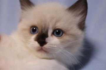 ラグドール【長野県・女の子・2018年6月15日・シールポイント（長毛）】の写真「大きな濃いブルーの瞳を持つ可愛い３姉妹　両親ｃｈ」