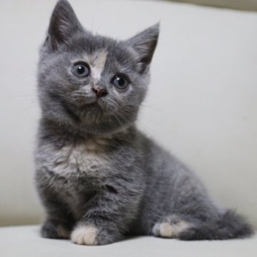 マンチカン【長野県・女の子・2023年8月10日・ブルータビー（短毛）】の写真「クリッとした瞳の可愛い短足女の子です。」