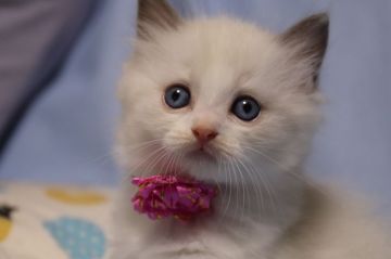 ラグドール【長野県・女の子・2018年6月15日・ブルーポイントバイカラー（長毛）】の写真「大きな濃いブルーの瞳を持つ可愛い３姉妹　両親ｃｈ」