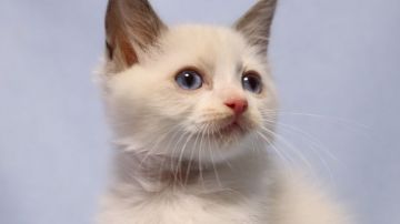 ラグドール【長野県・男の子・2021年9月22日・ブルーポイントバイカラー（長毛）】の写真「元気な八割れ男の子」