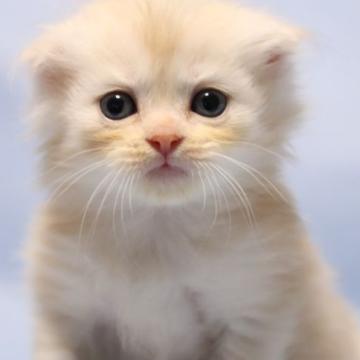 クリーム系の子猫を探す ブリーダー直販の子猫販売 みんなの子猫ブリーダー