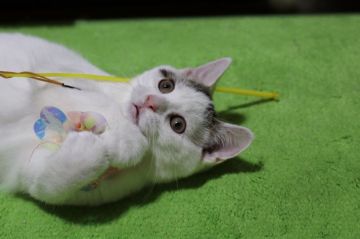 スコティッシュフォールド(立ち耳)【長野県・男の子・2017年3月30日・ブラウンタビー&ホワイトバン（短毛（尾はセミロングに変化中））】の写真「活発な男の子」