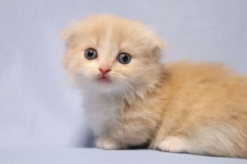 マンチカン【長野県・男の子・2021年7月23日・クリームタビー&ホワイト（セミロング）】の写真「綺麗なクリーム色の短足男の子です。」