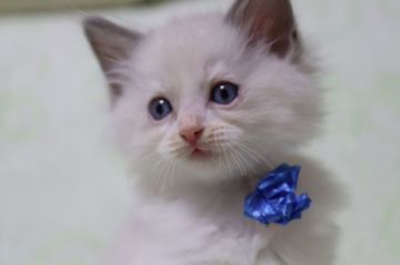 ラグドール【長野県・男の子・2018年5月12日・ブルーポイントバイカラー（長毛）】の写真「お父さんダブルグランドチャンピオンの可愛い6兄弟」