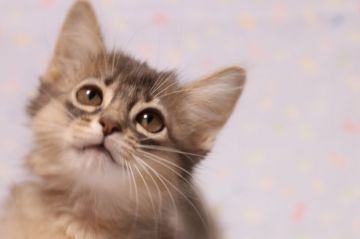 ソマリ【長野県・女の子・2020年3月9日・ブルー（長毛）】の写真「遊び大好きな甘えん坊で人なっこく呼ぶと近寄る子猫。」