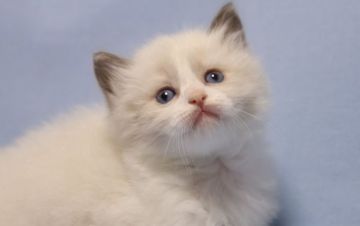 ラグドール【長野県・男の子・2022年2月18日・ブルーポイントバイカラー（長毛）】の写真「八割れ真丸毛量タップリ濃いブルーの瞳を持つ３兄弟」