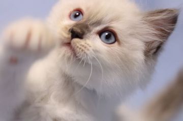 ラグドール【長野県・男の子・2021年9月22日・ブルーポイントミテッド（長毛）】の写真「毛量タップリ元気なまん丸な男の子」