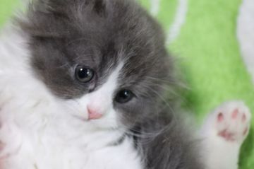 スコティッシュフォールド(折れ耳)【長野県・男の子・2017年5月25日・ブルー&ホワイト（ロング）】の写真「ピンクのお鼻　まん丸お顔と綺麗に整った八割れ君」