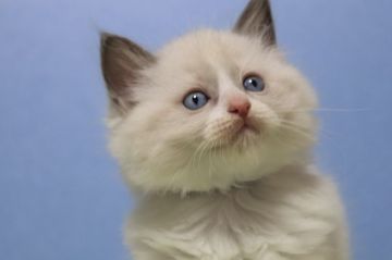 ラグドール【長野県・男の子・2020年7月22日・ブルーポイントバイカラー（長毛）】の写真「八割れ毛量タップリな真ん丸お顔　男の子」