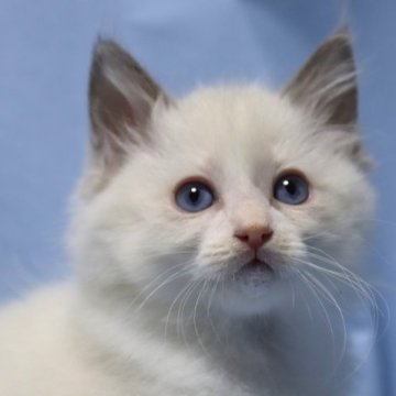 ラグドール【長野県・男の子・2023年10月14日・ブルーポイントバイカラー（長毛）】の写真「最高位ダブルグランドCHお父さんからの八割れ５兄弟」