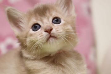 ソマリ【長野県・女の子・2020年8月14日・フォーン（長毛）】の写真「元気でジャレる可愛い女の子。」