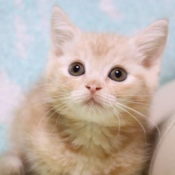 マンチカン(長足)【長野県・男の子・2022年7月31日・レッドタビー（短毛）】の写真「元気な濃いめクリーム色の長足男の子です。」