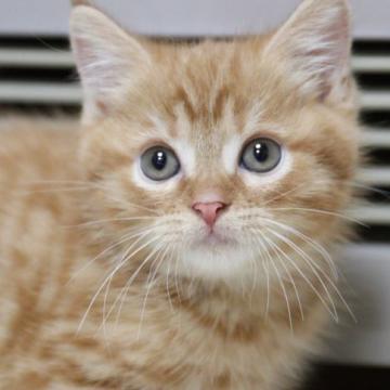 マンチカン(長足)【長野県・男の子・2022年9月20日・レッドタビー（短毛）】の写真「綺麗なレッドタビー色の長足男の子です。」