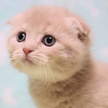 マンチカン(長足)【長野県・男の子・2022年9月9日・下田392144000645775（短毛）】の写真「元気なクリーム色の長足男の子です。」