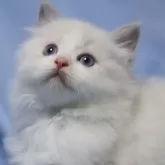 ラグドール【長野県・女の子・2024年8月3日・ブルーポイントバイカラー】の写真1