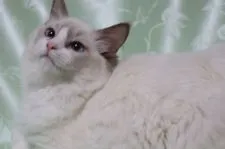 ラグドール【長野県・女の子・2017年2月4日・ブルーポイントバイカラー】の写真1「8/31撮影　綺麗な八割れ」