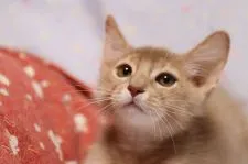 ソマリ【長野県・男の子・2021年11月18日・フォーン】の写真1「2/8撮影」