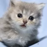 マンチカン(短足)【長野県・女の子・2024年9月5日・ブルータビー&ホワイト】の写真1