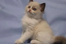 ラグドール【長野県・女の子・2018年10月19日・シールポイントバイカラー】の写真4「12/7撮影」