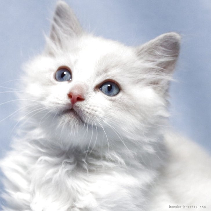 ブリーダー画像