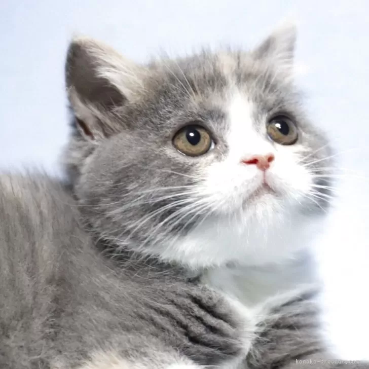 ID：2604-02248の子猫