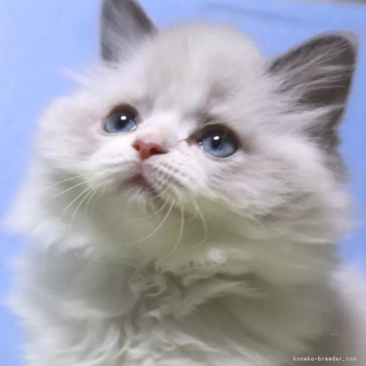 ID:2412-00806の子猫