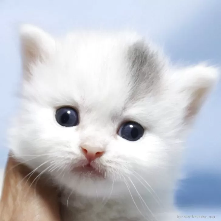 マンチカン(短足)【長野県・男の子・2025年9月14日・ブルー&amp;ホワイトバン】の写真1