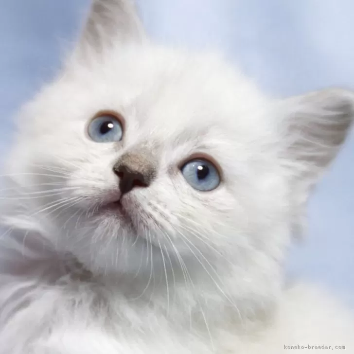 ID：2603-01006の子猫