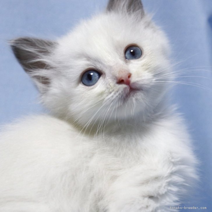 ブリーダー画像