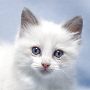 ラグドール【長野県・男の子・2025年10月27日・ブルーポイントバイカラー（長毛）】の写真「綺麗な八割れ　懐っこい元気な男の子です。」