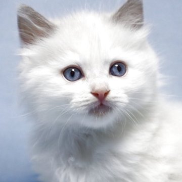 ラグドール【長野県・男の子・2025年10月27日・ブルーポイントバイカラー（長毛）】の写真「毛量タップリまん丸で懐っこい元気な男の子です。」