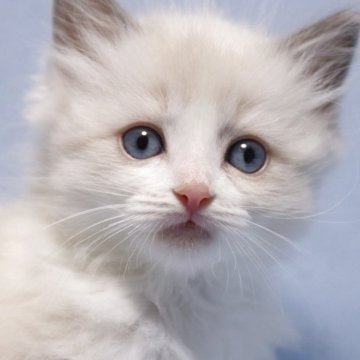 ラグドール【長野県・女の子・2025年10月27日・ブルーポイントバイカラー（長毛）】の写真「玩具反応良い少し垂れ目の真ん丸女の子です。」