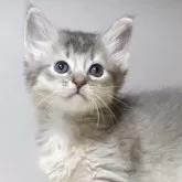 ソマリ
